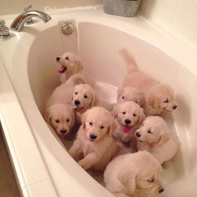 Retrievers Are The Best Dogs (30 pics)