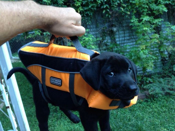 Retrievers Are The Best Dogs (30 pics)