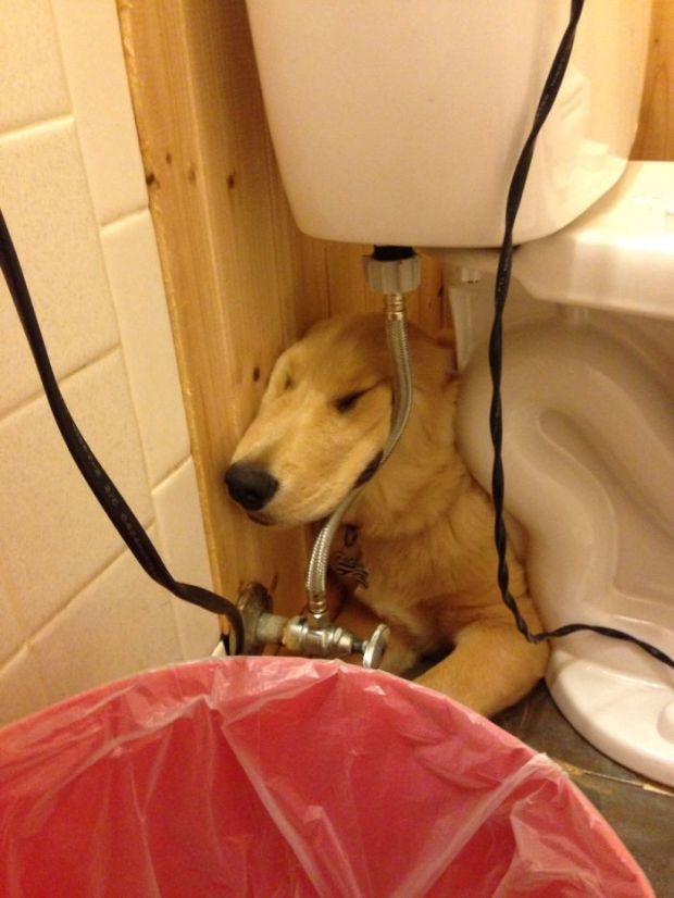Retrievers Are The Best Dogs (30 pics)