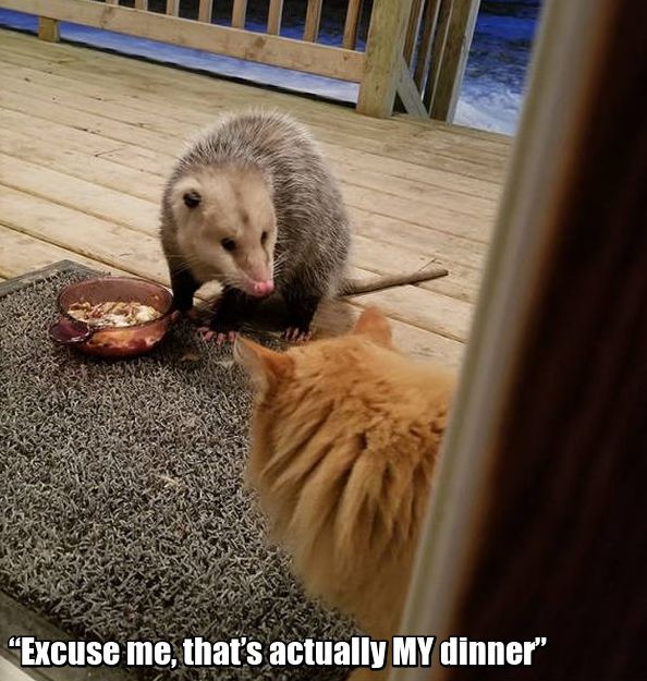 Possum Stealing Cat's Food (7 pics)