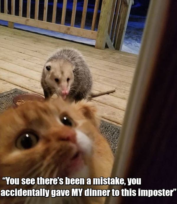 Possum Stealing Cat's Food (7 pics)