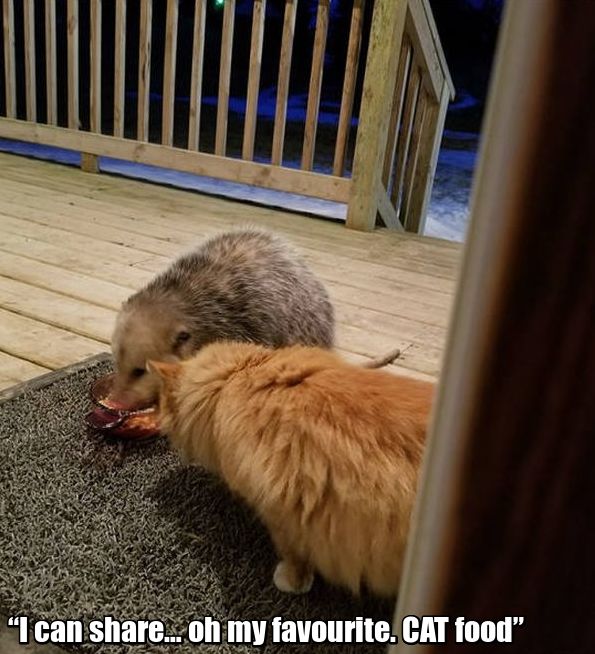 Possum Stealing Cat's Food (7 pics)