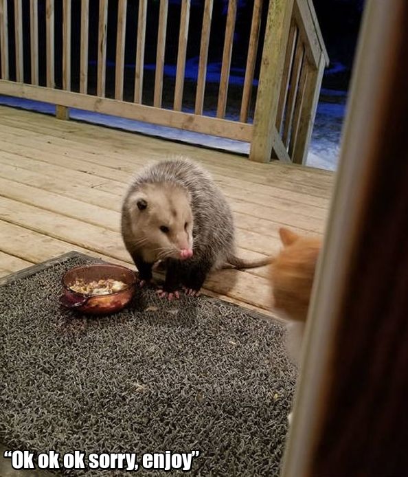 Possum Stealing Cat's Food (7 pics)