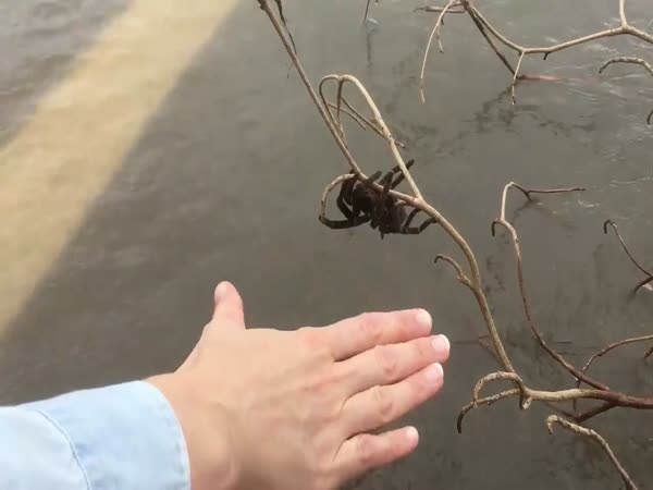 Giant Spider Clinging to Tree Branch Above Australian Flood Waters