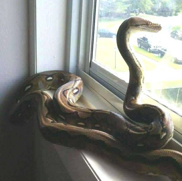 Acid Picdump (94 pics)