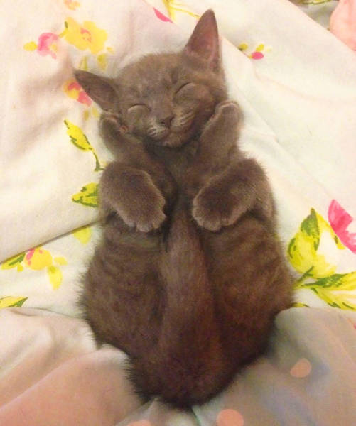 Acid Picdump (94 pics)