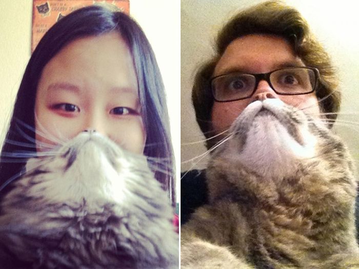 Cat Beards (17 pics)