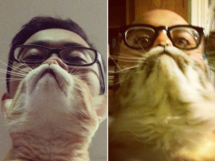 Cat Beards (17 pics)