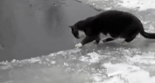Acid Gifdump, March 15, 2018 (25 gifs)