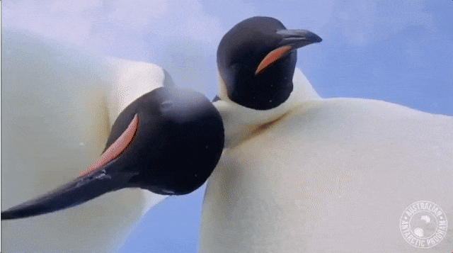 Acid Gifdump, March 15, 2018 (25 gifs)