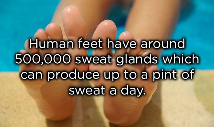Facts About The Human Body (17 pics)