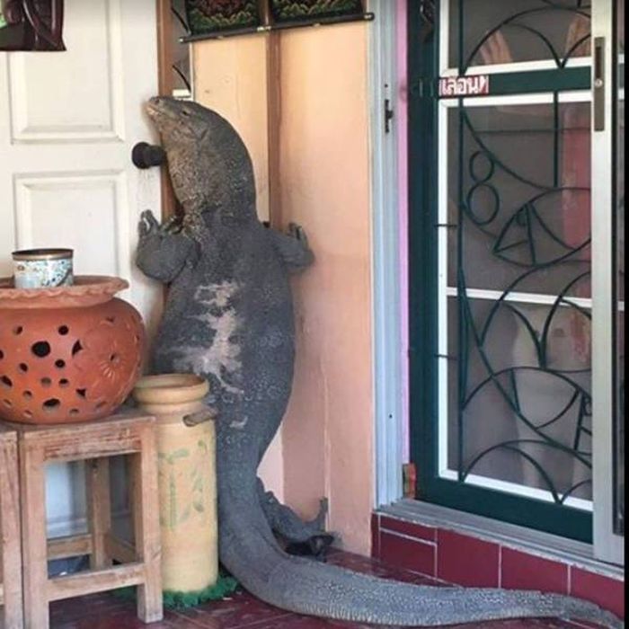 Acid Picdump (90 pics)