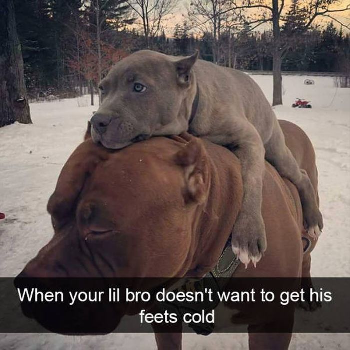 Snapchats About Dogs (46 pics)