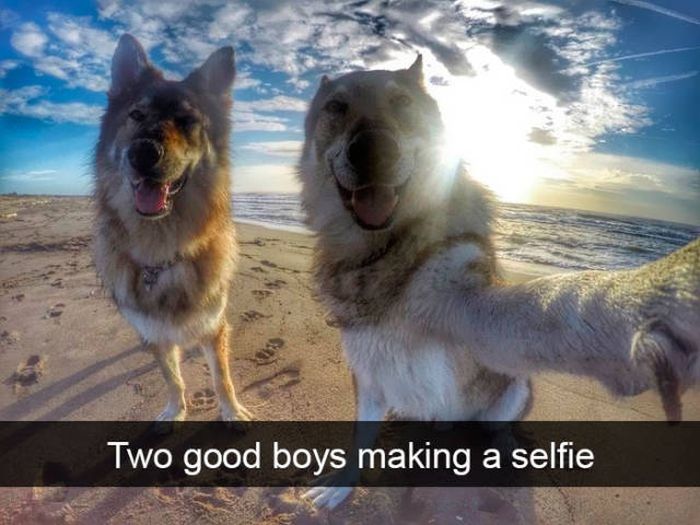 Snapchats About Dogs (46 pics)