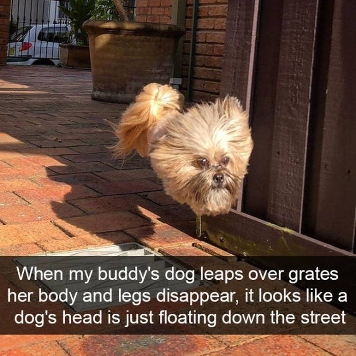Snapchats About Dogs (46 pics)