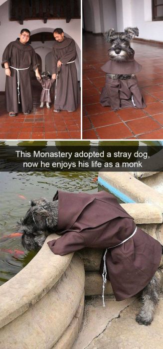 Snapchats About Dogs (46 pics)