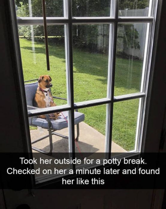 Snapchats About Dogs (46 pics)