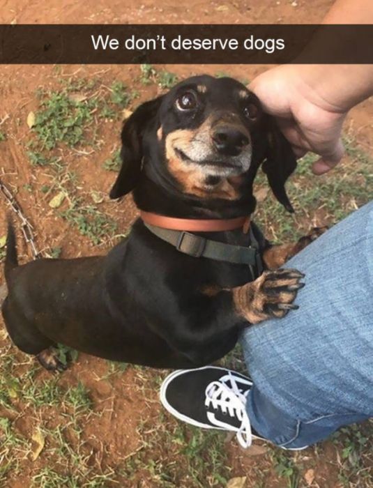 Snapchats About Dogs (46 pics)