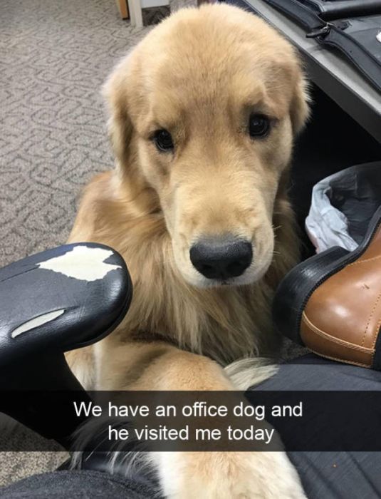 Snapchats About Dogs (46 pics)