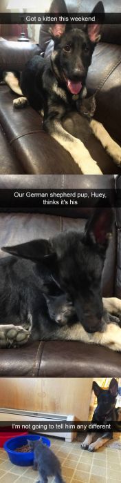 Snapchats About Dogs (46 pics)