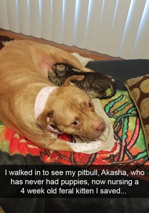 Snapchats About Dogs (46 pics)