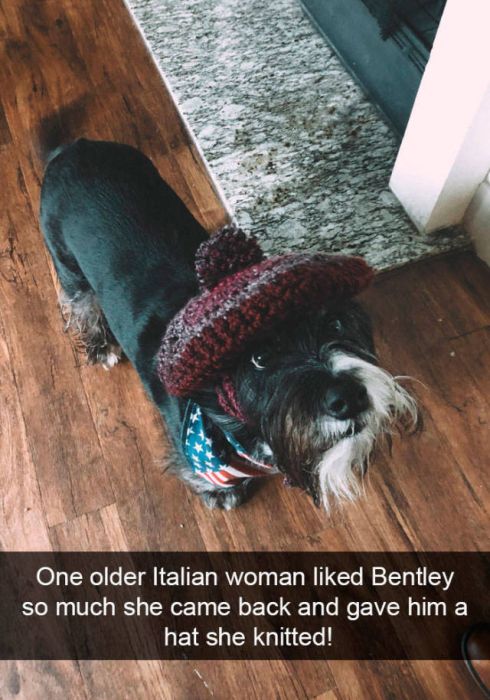 Snapchats About Dogs (46 pics)