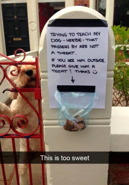Snapchats About Dogs (46 pics)