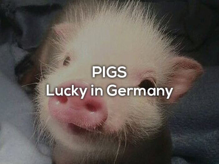 Lucky Charms From Around The World (16 pics)