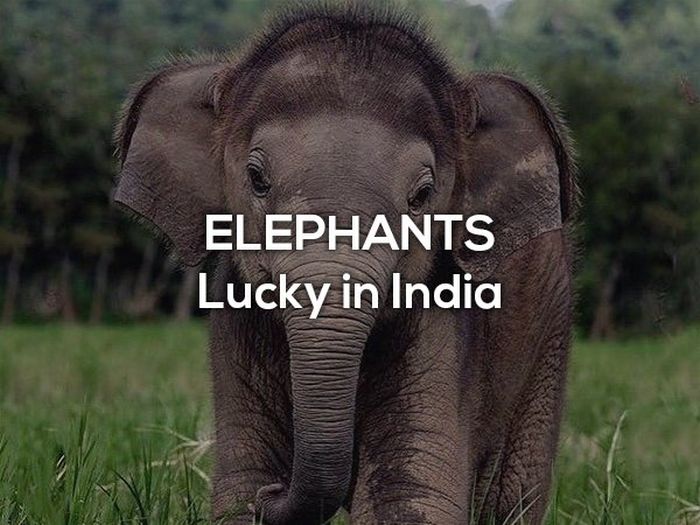 Lucky Charms From Around The World (16 pics)