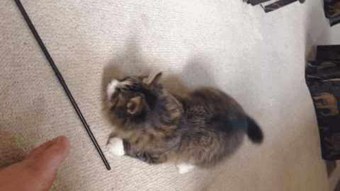 Acid Gifdump, March 19, 2018 (25 gifs)
