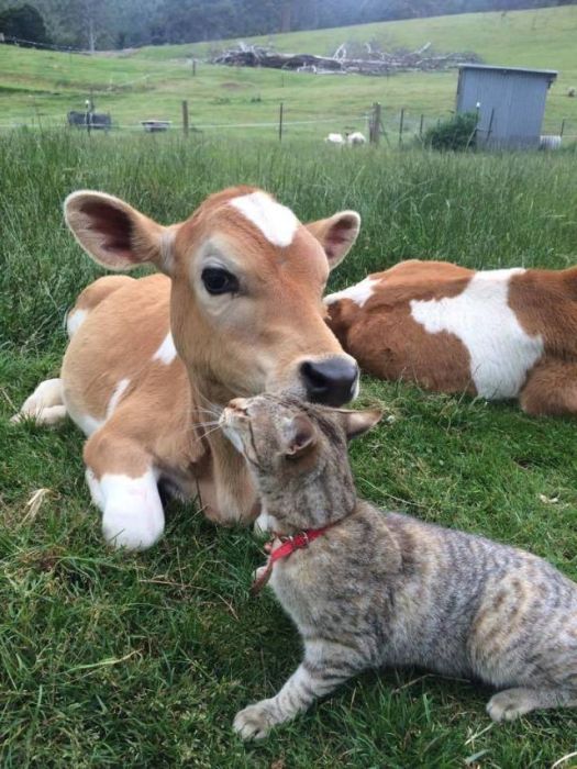 When A Picture Says More Than Just A Thousand Words (55 pics)