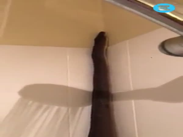 Giant Python Invades Shower in Queensland
