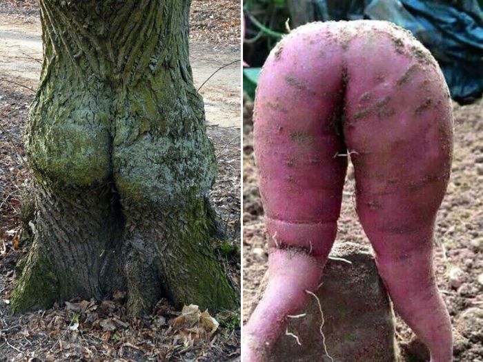 Things That Look Like Butts (20 pics)