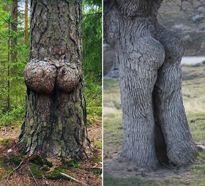 Things That Look Like Butts (20 pics)