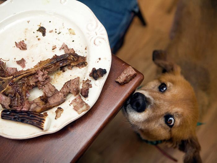 When Dogs Look At Food It's Hilarious (18 pics)