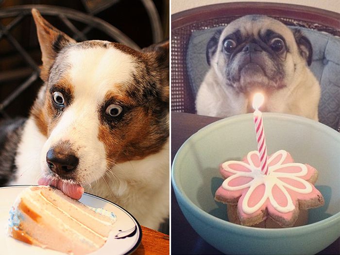 When Dogs Look At Food It's Hilarious (18 pics)