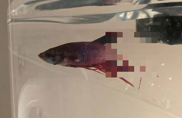 Woman Sees Fish Literally Falling Apart At Store — And Decides To Change His Life (8 pics)