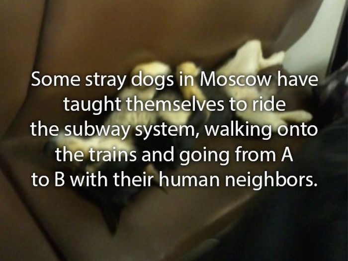 Interesting Stories About Dogs (24 pics)