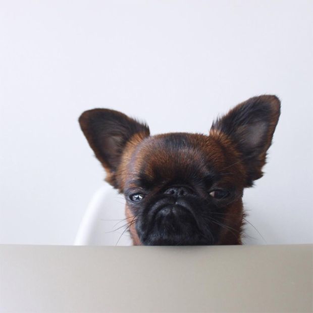 Grumpy Dog Gizmo (12 pics)
