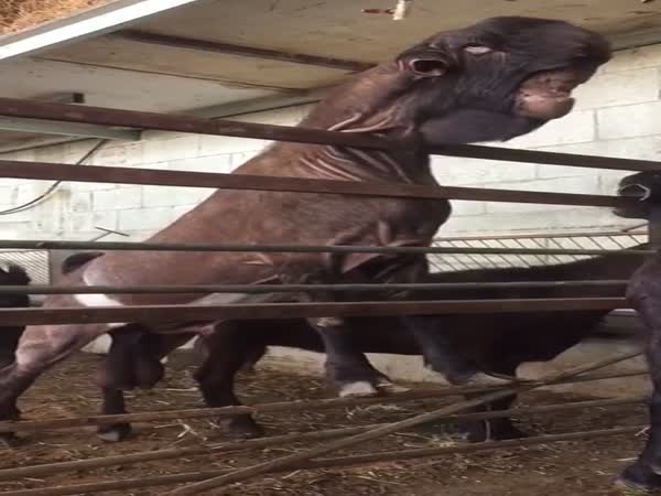 Mutant Goat With Giant Head is Born in Egypt
