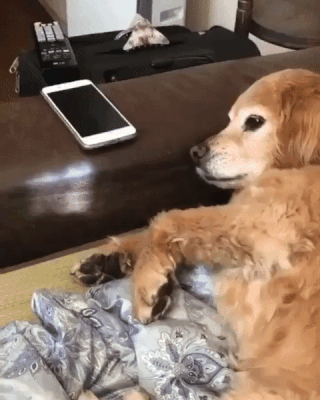 Acid Gifdump, March 26, 2018 (25 gifs)
