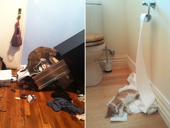 Cats Are Fun (19 pics)