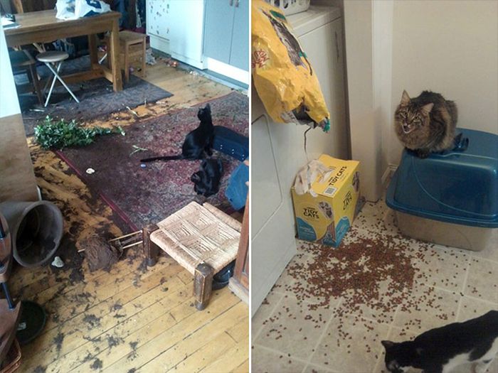 Cats Are Fun (19 pics)