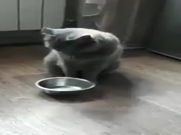 Cat Asking For Food