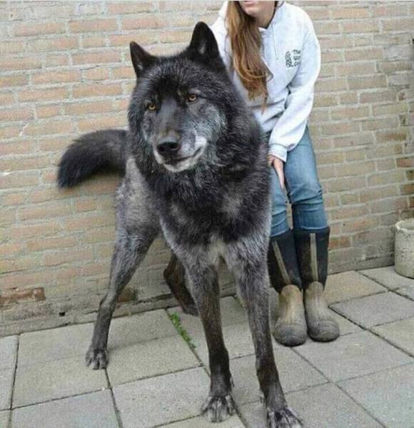 Wolf-Dog Hybrids (25 pics)