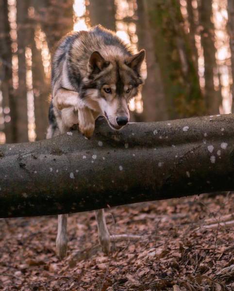 Wolf-Dog Hybrids (25 pics)