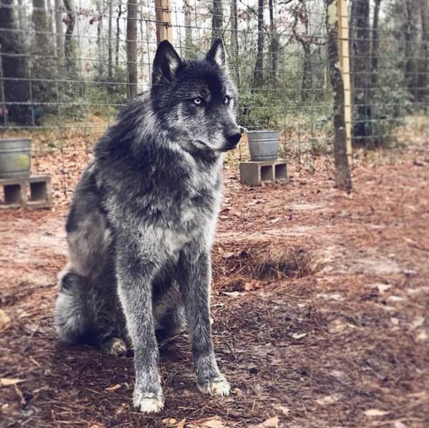 Wolf-Dog Hybrids (25 pics)