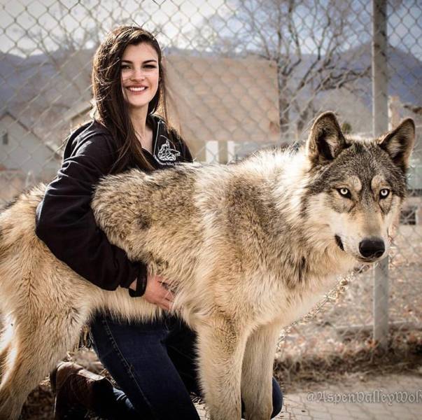 Wolf-Dog Hybrids (25 pics)