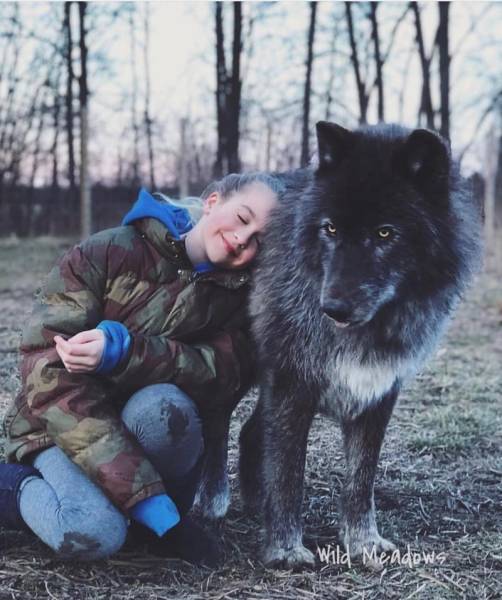 Wolf-Dog Hybrids (25 pics)