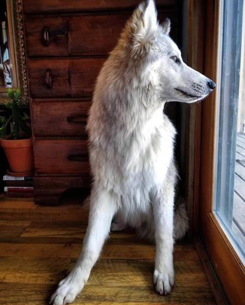 Wolf-Dog Hybrids (25 pics)